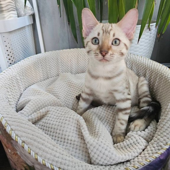 Bengal Vanilla Ice