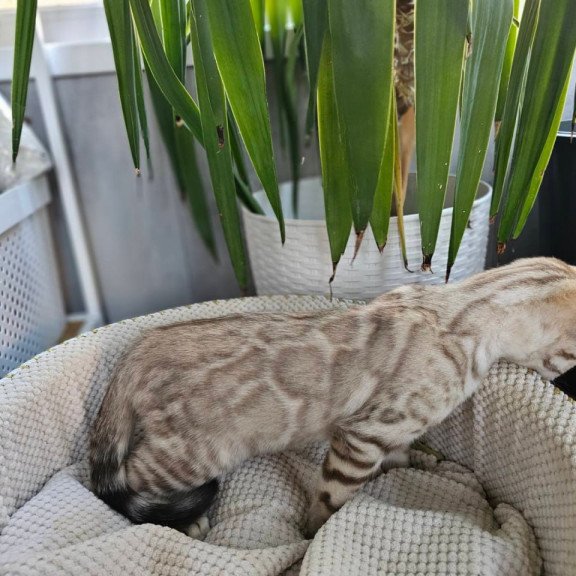 Bengal Vanilla Ice