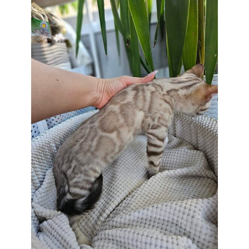 Bengal Vanilla Ice