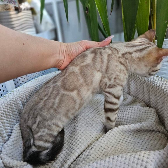 Bengal Vanilla Ice