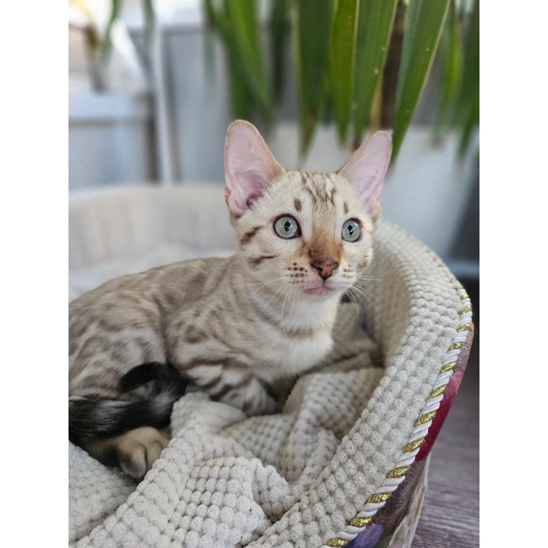 Bengal Vanilla Ice