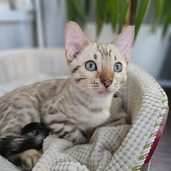 Bengal Vanilla Ice