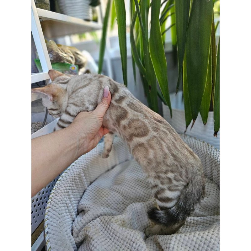 Bengal Vanilla Ice
