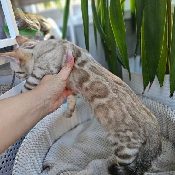 Bengal Vanilla Ice