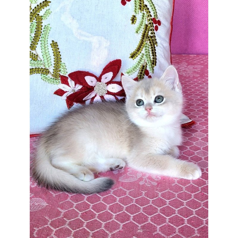 British Adel2