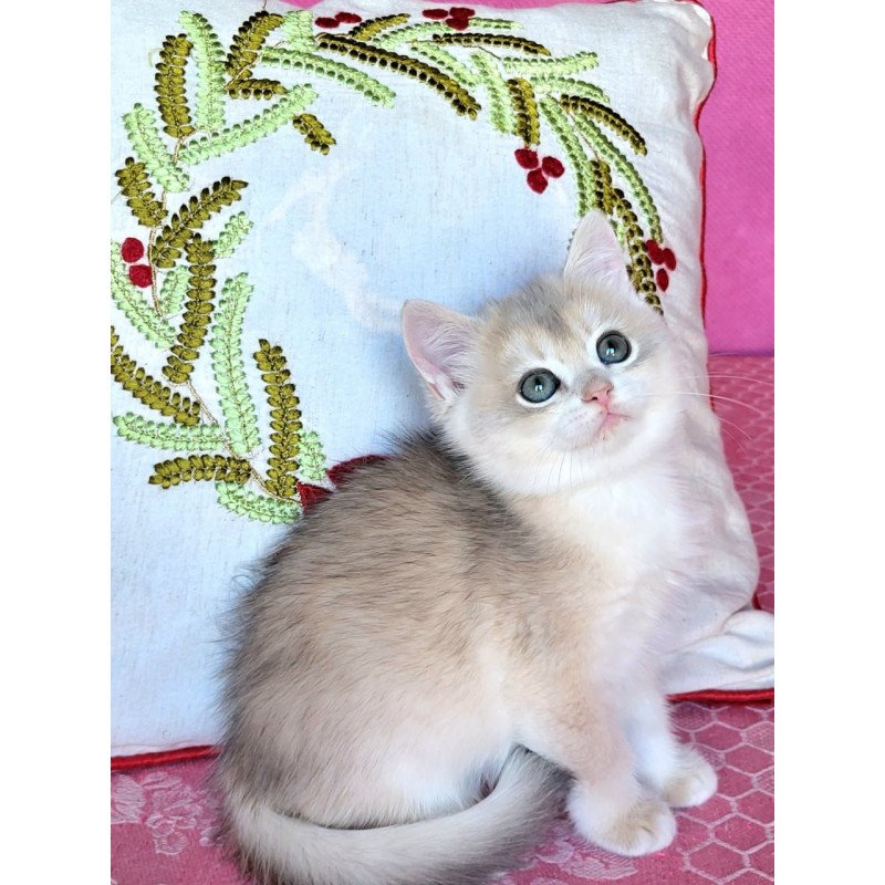 British Adel2