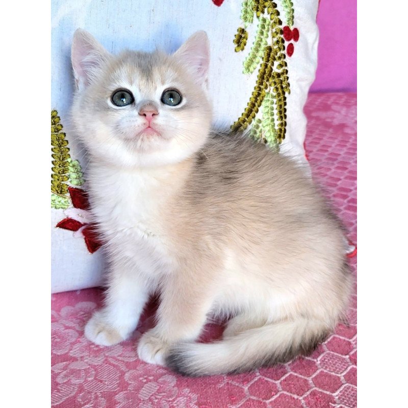 British Adel2
