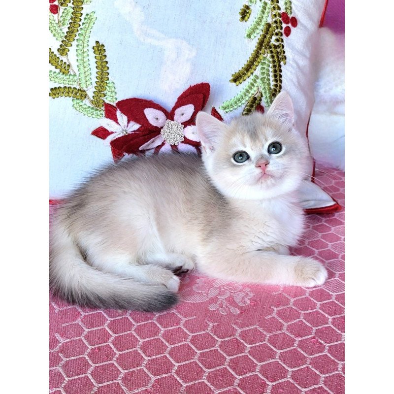 British Adel2