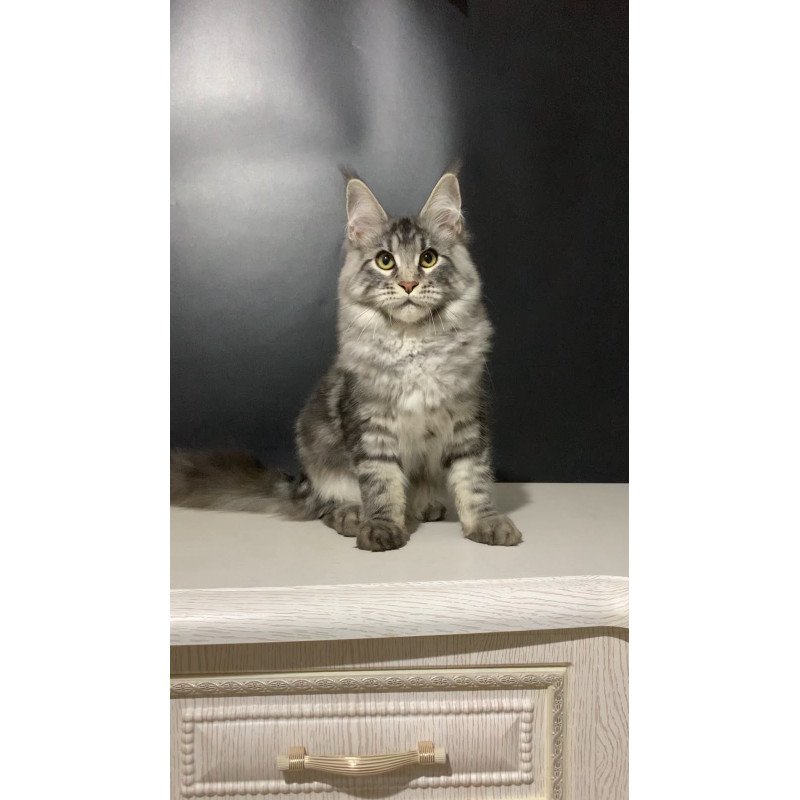 Maine Coon NOV Raymond