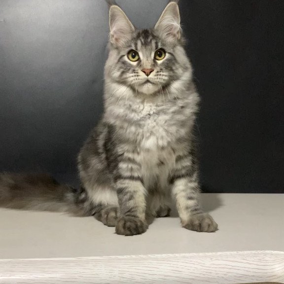 Maine Coon NOV Raymond