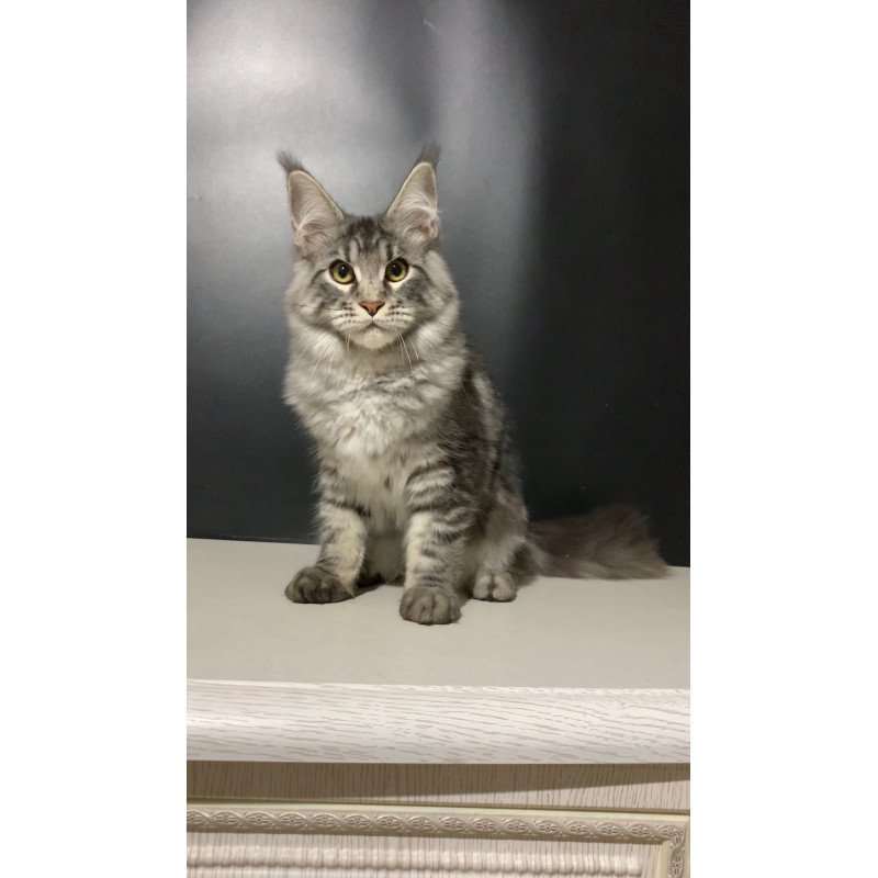 Maine Coon NOV Raymond