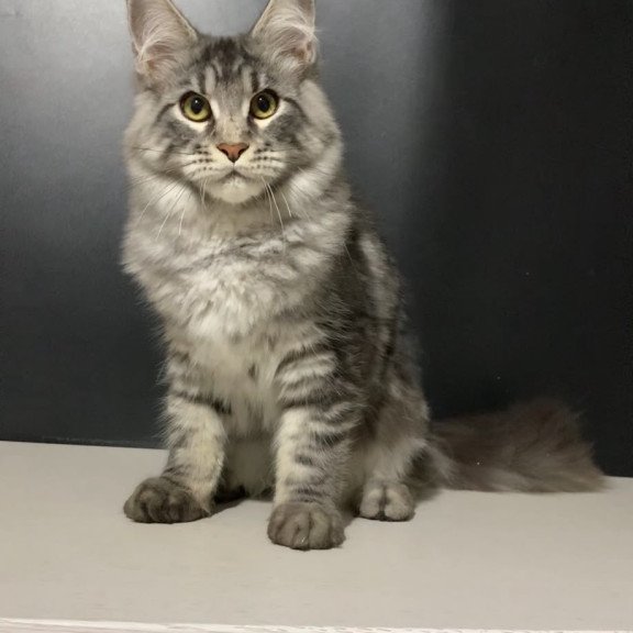 Maine Coon NOV Raymond