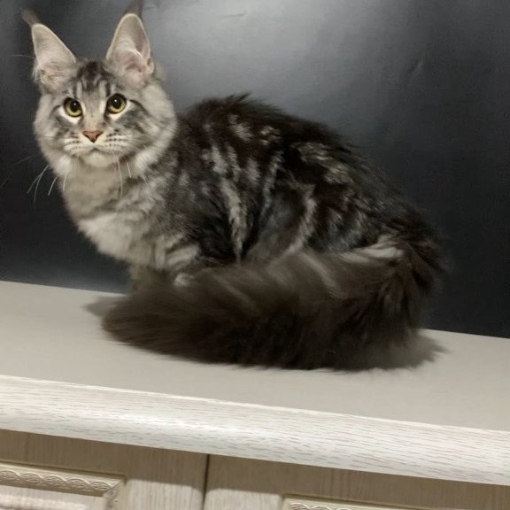 Maine Coon NOV Raymond