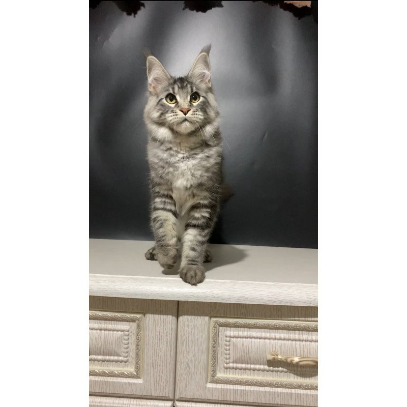 Maine Coon NOV Raymond