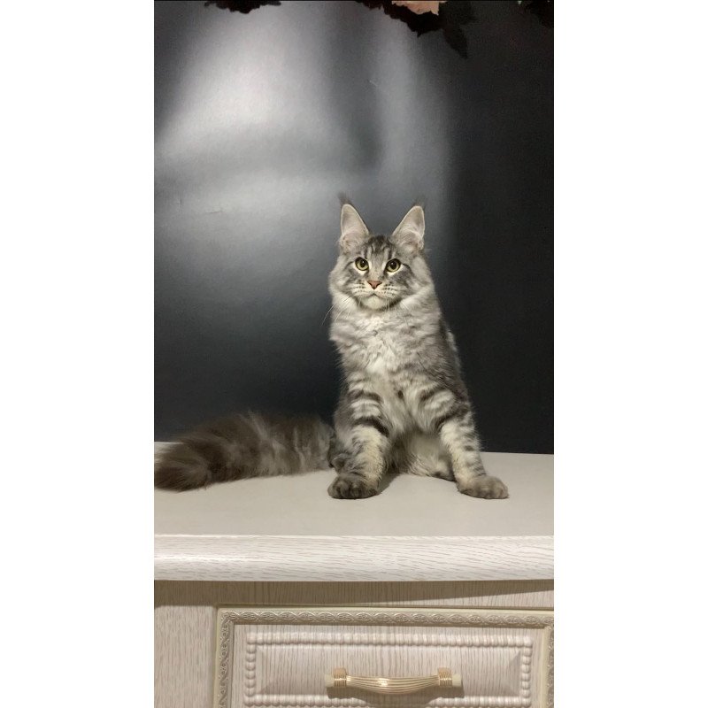 Maine Coon NOV Raymond
