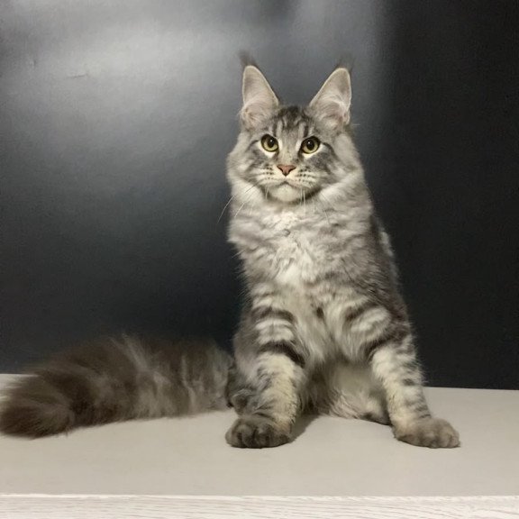 Maine Coon NOV Raymond