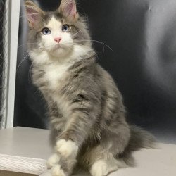 Maine Coon NOV Quinella
