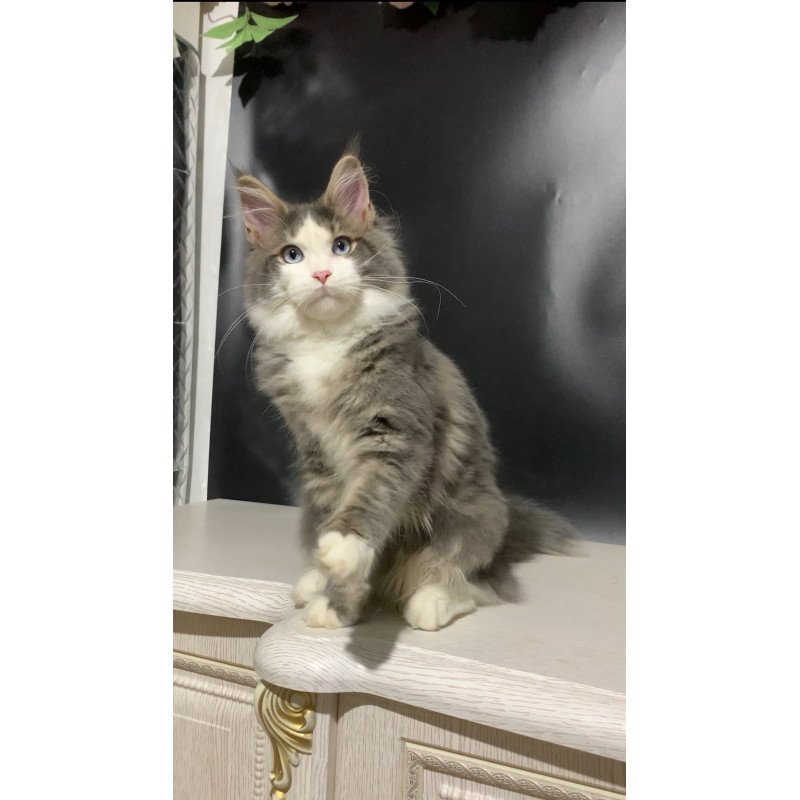 Maine Coon NOV Quinella