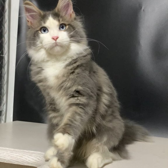 Maine Coon NOV Quinella