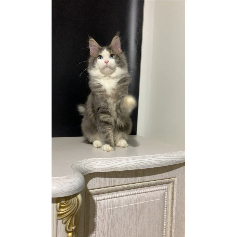 Maine Coon NOV Quinella