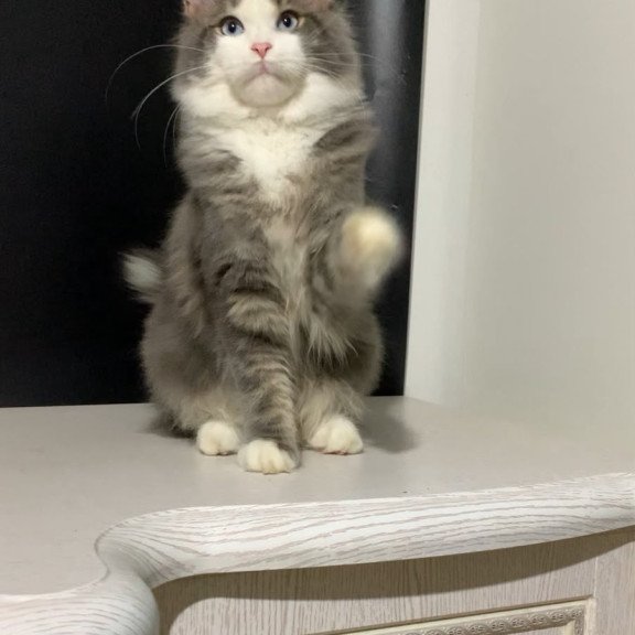 Maine Coon NOV Quinella