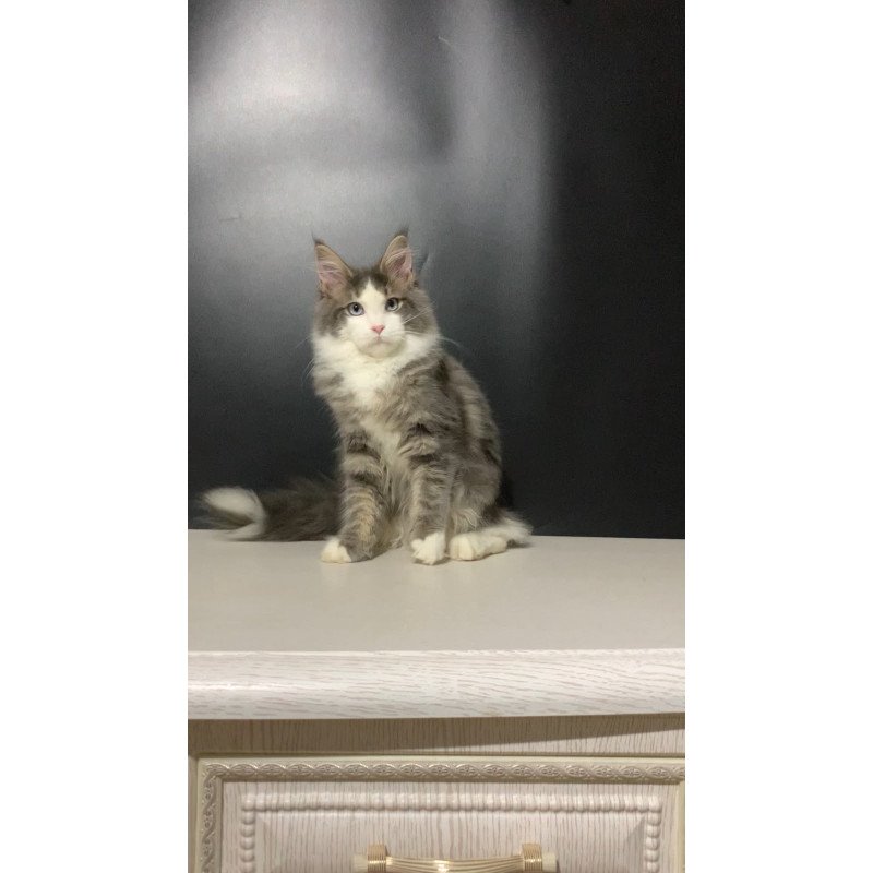 Maine Coon NOV Quinella