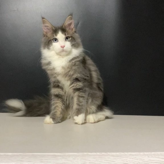 Maine Coon NOV Quinella