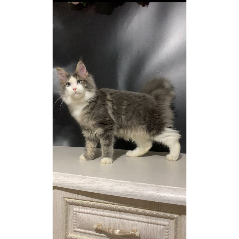 Maine Coon NOV Quinella