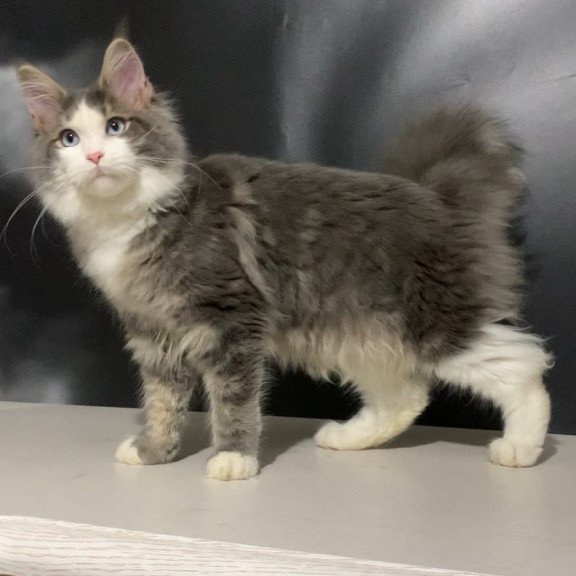 Maine Coon NOV Quinella