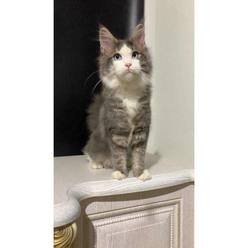 Maine Coon NOV Quinella