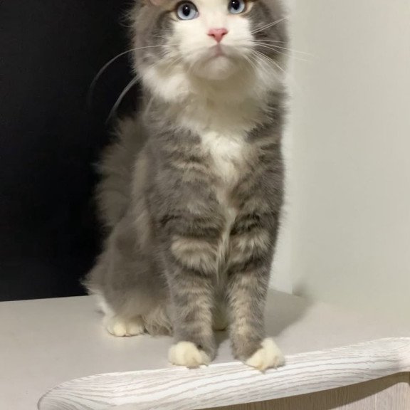 Maine Coon NOV Quinella