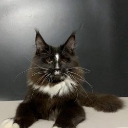 Maine Coon NOV Pamir