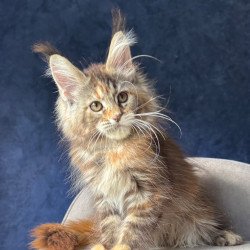 Maine Coon NOV Ulani