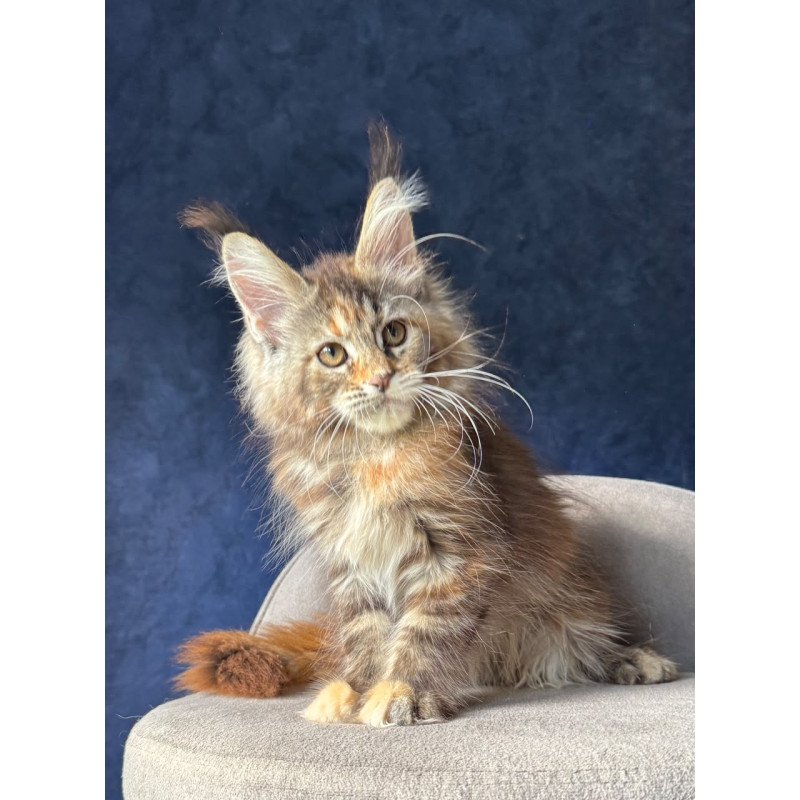 Maine Coon NOV Ulani