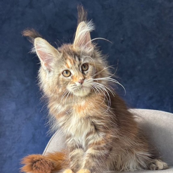 Maine Coon NOV Ulani
