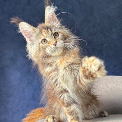 Maine Coon NOV Ulani