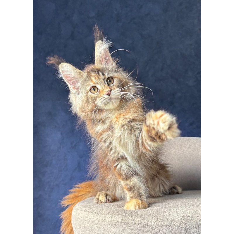 Maine Coon NOV Ulani