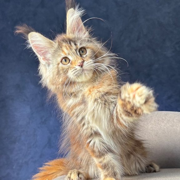 Maine Coon NOV Ulani