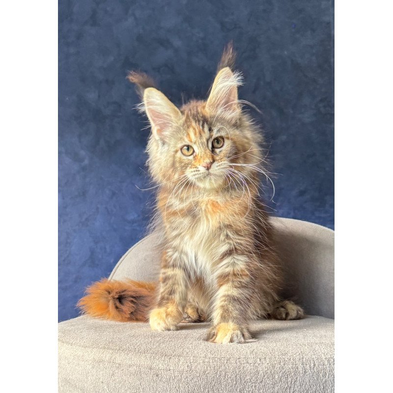 Maine Coon NOV Ulani