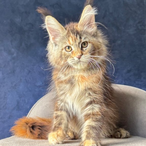 Maine Coon NOV Ulani
