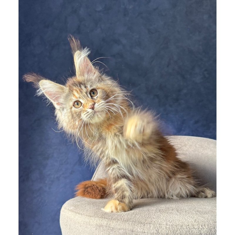 Maine Coon NOV Ulani