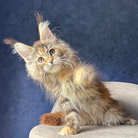 Maine Coon NOV Ulani