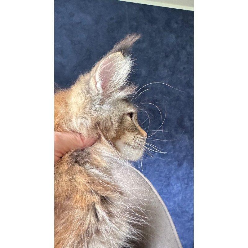 Maine Coon NOV Ulani