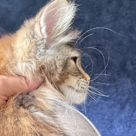 Maine Coon NOV Ulani
