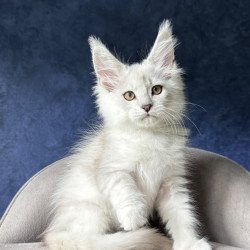 Maine Coon NOV Devil