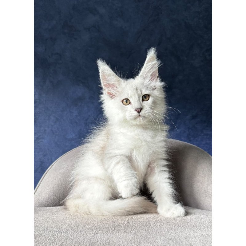 Maine Coon NOV Devil