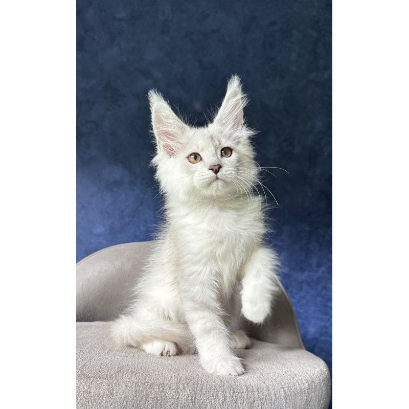 Maine Coon NOV Devil