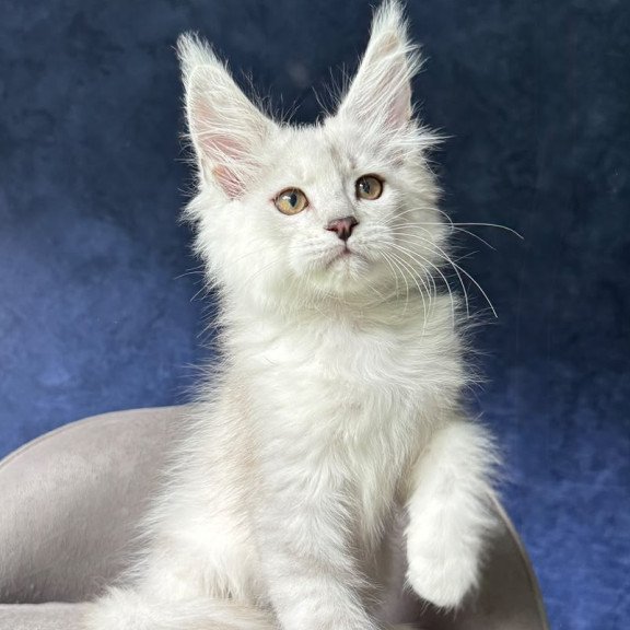 Maine Coon NOV Devil