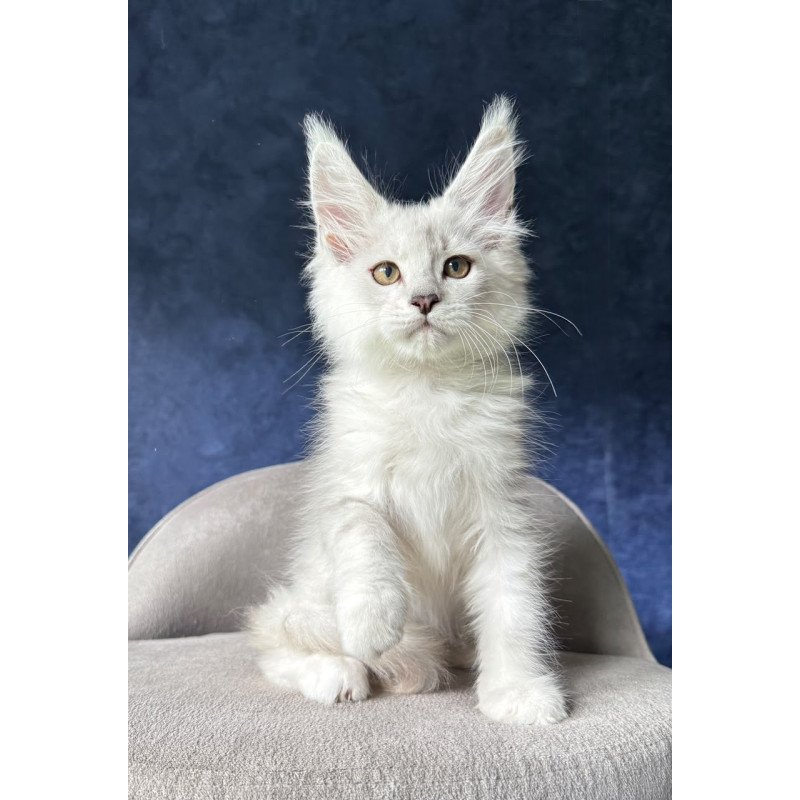 Maine Coon NOV Devil