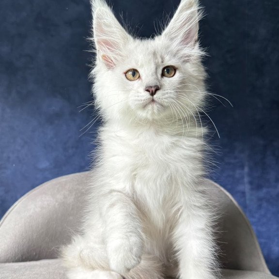 Maine Coon NOV Devil